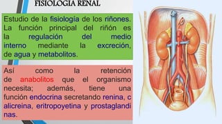 FISIOLOGIA RENAL
Estudio de la fisiología de los riñones.
La función principal del riñón es
la regulación del medio
interno mediante la excreción,
de agua y metabolitos.
Así como la retención
de anabolitos que el organismo
necesita; además, tiene una
función endocrina secretando renina, c
alicreina, eritropoyetina y prostaglandi
nas.
 