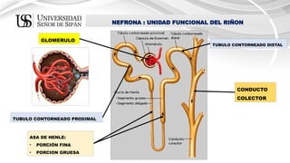 TEMA 9 FISIOLOGIA DEL SISTEMA RENAL 5.pptx