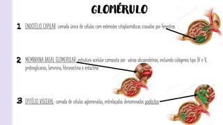 Fisiologia Renal em cães e gatos na facukds | PDF