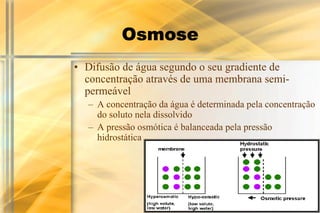 Osmose
• Difusão de água segundo o seu gradiente de
  concentração através de uma membrana semi-
  permeável
  – A concentração da água é determinada pela concentração
    do soluto nela dissolvido
  – A pressão osmótica é balanceada pela pressão
    hidrostática
 