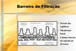 Barreira de Filtração



                   • Parede dos
                     capilares
                   • Membrana
                     basal
                   • Lâmina interna
                     da cápsula de
                     Bowman
 