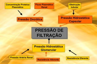 Concentração Proteica      Fluxo Plasmático               Obstrução
     Plasmática                 Renal                      tubular




                                                    Pressão Hidrostática
          Pressão Oncótica
                                                         Capsular


                           PRESSÃO DE
                           PRESSÃO DE
                            FILTRAÇÃO
                            FILTRAÇÃO

                           Pressão Hidrostática
                               Glomerular

   Pressão Artéria Renal                                Resistência Eferente
                             Resistência Aferente
 
