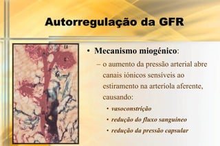 Autorregulação da GFR

      • Mecanismo miogénico:
        – o aumento da pressão arterial abre
          canais iónicos sensíveis ao
          estiramento na arteríola aferente,
          causando:
           • vasoconstrição
           • redução do fluxo sanguíneo
           • redução da pressão capsular
 