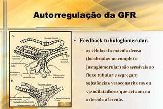 Autorregulação da GFR


        • Feedback tubuloglomerular:
          – as células da mácula densa
            (localizadas no complexo
            justaglomerular) são sensíveis ao
            fluxo tubular e segregam
            substâncias vasoconstritoras ou
            vasodilatadoras que actuam na
            arteríola aferente.
 
