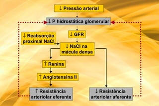 ↓ Pressão arterial

           ↓ P hidrostática glomerular


↓ Reabsorção         ↓ GFR
proximal NaCl
                  ↓ NaCl na
                 mácula densa

         ↑ Renina

      ↑ Angiotensina II


     ↑ Resistência              ↓ Resistência
   arteriolar eferente        arteriolar aferente
 