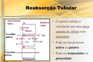 Reabsorção Tubular

         • O epitélio tubular é
           constituído por uma única
           camada de células com
           polaridade
         • Pode ser um processo
           activo ou passivo
         • Pode ser transcelular ou
           paracelular
 