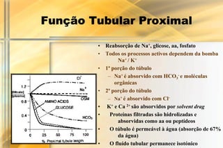 Função Tubular Proximal

        • Reabsorção de Na+, glicose, aa, fosfato
        • Todos os processos activos dependem da bomba
               Na+ / K+
        • 1ª porção do túbulo
           – Na+ é absorvido com HCO3- e moléculas
              orgânicas
        • 2ª porção do túbulo
           – Na+ é absorvido com Cl-
        • K+ e Ca 2+ são absorvidos por solvent drag
        •   Proteínas filtradas são hidrolizadas e
               absorvidas como aa ou peptídeos
        •   O túbulo é permeável à água (absorção de 67%
               da água)
        •   O fluído tubular permanece isotónico
 