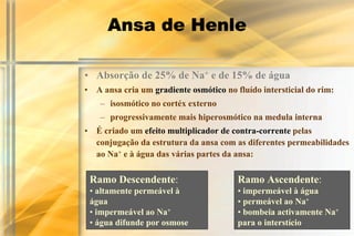 Ansa de Henle

• Absorção de 25% de Na+ e de 15% de água
• A ansa cria um gradiente osmótico no fluído intersticial do rim:
    – isosmótico no cortéx externo
    – progressivamente mais hiperosmótico na medula interna
• É criado um efeito multiplicador de contra-corrente pelas
  conjugação da estrutura da ansa com as diferentes permeabilidades
  ao Na+ e à água das várias partes da ansa:

 Ramo Descendente:                      Ramo Ascendente:
 • altamente permeável à                • impermeável à água
 água                                   • permeável ao Na+
 • impermeável ao Na+                   • bombeia activamente Na+
 • água difunde por osmose              para o interstício
 