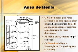 Ansa de Henle

       • O Na+ bombeado pelo ramo
         ascendente da ansa ajuda a criar
         um gradiente osmótico de modo
         a que a água possa ser removida
         osmoticamente do ramo
         descendente
       • No túbulo distal, o fluído é hipo-
         osmótico
       • Os Diuréticos inibem a
         reabsorção de Na+ (mais água é
         excretada)
 