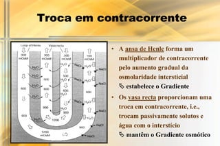 Troca em contracorrente

           • A ansa de Henle forma um
             multiplicador de contracorrente
             pelo aumento gradual da
             osmolaridade intersticial
             ! estabelece o Gradiente
           • Os vasa recta proporcionam uma
             troca em contracorrente, i.e.,
             trocam passivamente solutos e
             água com o interstício
             ! mantêm o Gradiente osmótico
 