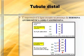 Tubulo distal

• É impermeável à água excepto na presença da HORMONA
  ANTIDIURÉTICA (ADH)=VASOPRESSINA
 