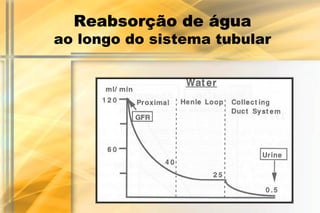 Reabsorção de água
ao longo do sistema tubular
 