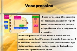 Vasopressina

                          • É uma hormona peptídica produzida
                          pelo hipotálamo posterior em resposta
                          a sinais de osmorreceptores presentes
                          no hipotálamo ou a barorreceptores no
                          arco aórtico
•Actua na superfície das células do túbulo distal e do ducto
colector e, através do AMPc, conduz à inserção de aquaporinas 2
na membrana das células, aumentando a permeabilidade à água.
•Actua também na porção medular interna do ducto colector,
aumentando a permeabilidade à ureia
 