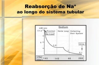 Reabsorção de Na+
ao longo do sistema tubular
 