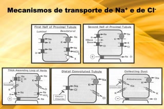 Mecanismos de transporte de Na+ e de Cl-
 