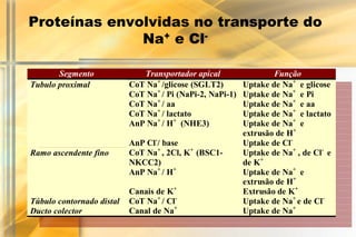 Proteínas envolvidas no transporte do
              Na+ e Cl-

       Segmento               Transportador apical                 Função
Tubulo proximal            CoT Na+ /glicose (SGLT2)        Uptake de Na+ e glicose
                           CoT Na+ / Pi (NaPi-2, NaPi-1)   Uptake de Na+ e Pi
                           CoT Na+ / aa                    Uptake de Na+ e aa
                           CoT Na+ / lactato               Uptake de Na+ e lactato
                           AnP Na+ / H+ (NHE3)             Uptake de Na+ e
                                                           extrusão de H+
                           AnP Cl-/ base                   Uptake de Cl-
Ramo ascendente fino       CoT Na+ , 2Cl, K+ (BSC1-        Uptake de Na+ , de Cl- e
                           NKCC2)                          de K+
                           AnP Na+ / H+                    Uptake de Na+ e
                                                           extrusão de H+
                           Canais de K+                    Extrusão de K+
Túbulo contornado distal   CoT Na+ / Cl-                   Uptake de Na+ e de Cl-
Ducto colector             Canal de Na+                    Uptake de Na+
 