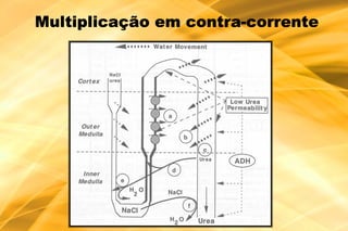 contra-
Multiplicação em contra-corrente
 