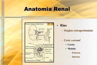 Anatomia Renal

         • Rins
           – Orgãos retroperitoniais


           – Corte coronal
              • Cortéx
              • Medula
                  – Externa
                  – Interna
 