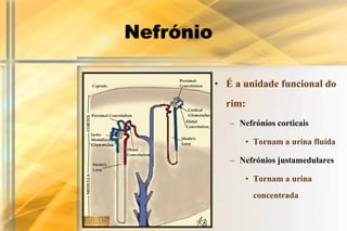 Nefrónio

           • É a unidade funcional do
             rim:
              – Nefrónios corticais

                  • Tornam a urina fluída

              – Nefrónios justamedulares

                  • Tornam a urina
                    concentrada
 
