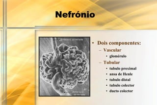 Nefrónio


       • Dois componentes:
           – Vascular
              • glomérulo
           – Tubular
              •   tubulo proximal
              •   ansa de Henle
              •   tubulo distal
              •   tubulo colector
              •   ducto colector
 