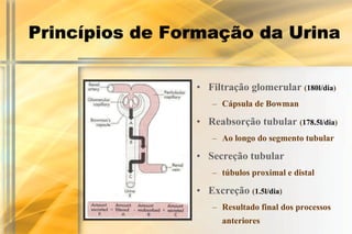 Princípios de Formação da Urina

                • Filtração glomerular (180l/dia)
                   – Cápsula de Bowman

                • Reabsorção tubular (178.5l/dia)
                   – Ao longo do segmento tubular

                • Secreção tubular
                   – túbulos proximal e distal

                • Excreção (1.5l/dia)
                   – Resultado final dos processos
                      anteriores
 