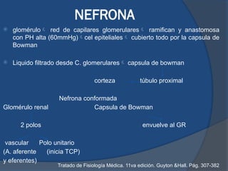 Glomerulo Riñon FISIOLOGIA RENAL en el pre post y trans operatorio.pptx