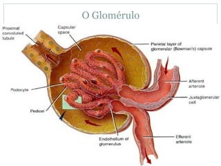 O Glomérulo 
 