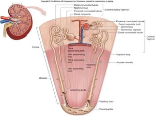 Fisiologia renal modificado