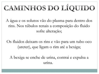 A água e os solutos vão do plasma para dentro dos 
rins. Nos túbulos renais a composição do fluido 
sofre alteração; 
Os fluidos deixam os rins e vão para um tubo oco 
(ureter), que ligam o rim até a bexiga; 
A bexiga se enche de urina, contrai e expulsa a 
urina. 
 
