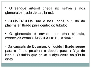 • O sangue arterial chega no néfron e nos 
glomérulos (rede de capilares); 
• GLOMÉRULOS são o local onde o fluido do 
plasma é filtrado para dentro do túbulo; 
• O glomérulo é envolto por uma cápsula, 
conhecida como CÁPSULA DE BOWMAN; 
• Da cápsula de Bowman, o líquido filtrado segue 
para o túbulo proximal e depois para a Alça de 
Henle. O fluido que deixa a alça entra no túbulo 
distal. 
 