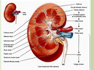 Fisiologia Renal SMRP & Nefrologia A.pptx