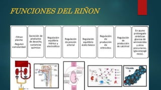 fisiologia renal y urologica TERMINADO.pptx