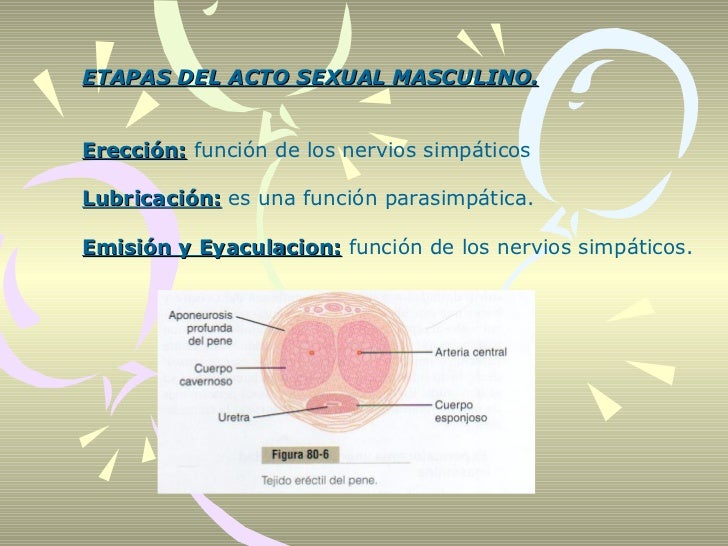 Fisiologia De La Ereccion Del Pene es.slideshare.net