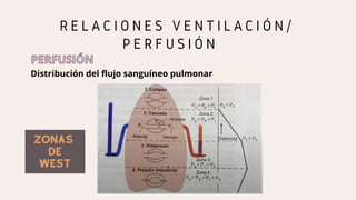 Distribución del flujo sanguíneo pulmonar
R E L A C I O N E S V E N T I L A C I Ó N /
P E R F U S I Ó N
PERFUSIÓN
PERFUSIÓN
ZONAS
ZONAS
DE
DE
WEST
WEST
 