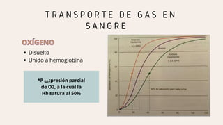 T R A N S P O R T E D E G A S E N
S A N G R E
OXÍGENO
OXÍGENO
Disuelto
Unido a hemoglobina
*P :presión parcial
de O2, a la cual la
Hb satura al 50%
50
 