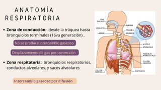 A N A T O M Í A
R E S P I R A T O R I A
Zona de conducción: desde la tráquea hasta
bronquiolos terminales (16va generación) .
No se produce intercambio gaseoso
Desplazamiento de gas por convección
Zona respitatoria: bronquiolos respiratorios,
conductos alveolares, y sacos alveolares
Intercambio gaseoso por difusión
 