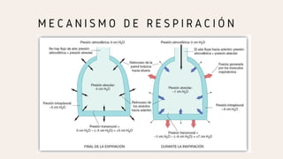 M E C A N I S M O D E R E S P I R A C I Ó N
 
