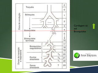 Cartilagem só
até
Bronquíolos
 