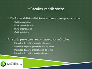 Músculos ventilatórios

 De forma didática dividiremos o tórax em quatro partes:
    Orifício superior;
    Parte posterolateral;
    Parte anterolateral;
    Orifício inferior.


Para cada parte teremos os respectivos músculos:
    Músculos do orifício superior do tórax;
    Músculos da parte posterolateral do tórax;
    Músculos da parte anterolateral do tórax;
    Músculos do orifício inferior do tórax.
 