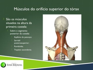 Músculos do orifício superior do tórax

 São os músculos
  situados na altura da
  primeira costela:
      Sobre o segmento
       posterior da costela:
           Esplênio do pescoço;
           Serrátil
            posterossuperior;
           Rombóide;
           Trapézio ascendente.
 