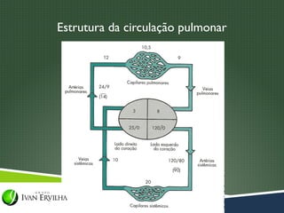 Estrutura da circulação pulmonar
 