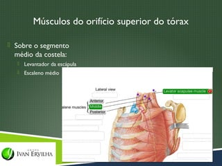 Músculos do orifício superior do tórax

 Sobre o segmento
 médio da costela:
     Levantador da escápula
     Escaleno médio
 