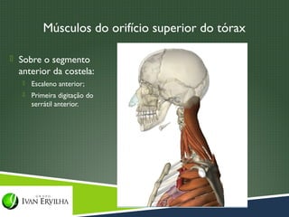Músculos do orifício superior do tórax

 Sobre o segmento
 anterior da costela:
     Escaleno anterior;
     Primeira digitação do
      serrátil anterior.
 