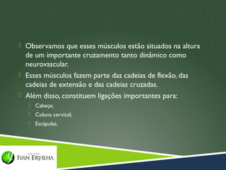  Observamos que esses músculos estão situados na altura
  de um importante cruzamento tanto dinâmico como
  neurovascular.
 Esses músculos fazem parte das cadeias de flexão, das
  cadeias de extensão e das cadeias cruzadas.
 Além disso, constituem ligações importantes para:
      Cabeça;
      Coluna cervical;
      Escápulas.
 