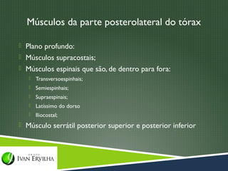 Músculos da parte posterolateral do tórax

 Plano profundo:
 Músculos supracostais;
 Músculos espinais que são, de dentro para fora:
      Transversoespinhais;
      Semiespinhais;
      Supraespinais;
      Latíssimo do dorso
      Iliocostal;
 Músculo serrátil posterior superior e posterior inferior
 