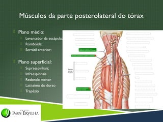 Músculos da parte posterolateral do tórax

 Plano médio:
    Levantador da escápula;
    Rombóide;
    Serrátil anterior;


 Plano superficial:
      Supraespinhais;
      Infraespinhais
      Redondo menor
      Latíssimo do dorso
      Trapézio
 