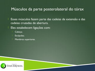 Músculos da parte posterolateral do tórax

 Esses músculos fazem parte das cadeias de extensão e das
  cadeias cruzadas de abertura.
 Eles estabelecem ligações com:
      Cabeça;
      Escápulas;
      Membros superiores.
 
