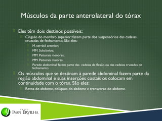 Músculos da parte anterolateral do tórax
 Eles têm dois destinos possíveis:
      Cíngulo do membro superior: fazem parte dos suspensórios das cadeias
       cruzadas de fechamento. São eles:
           M. serrátil anterior;
           MM. Subclávios;
           MM. Peitorais menores;
           MM. Peitorais maiores.
           Parede abdominal: fazem parte das cadeias de flexão ou das cadeias cruzadas de
            fechamento.
 Os músculos que se destinam à parede abdominal fazem parte da
  região abdominal e suas inserções costais os colocam em
  continuidade com o tórax. São eles:
      Retos do abdome, oblíquos do abdome e transverso do abdome.
 