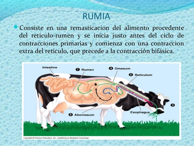 Fisiologia ruminal................