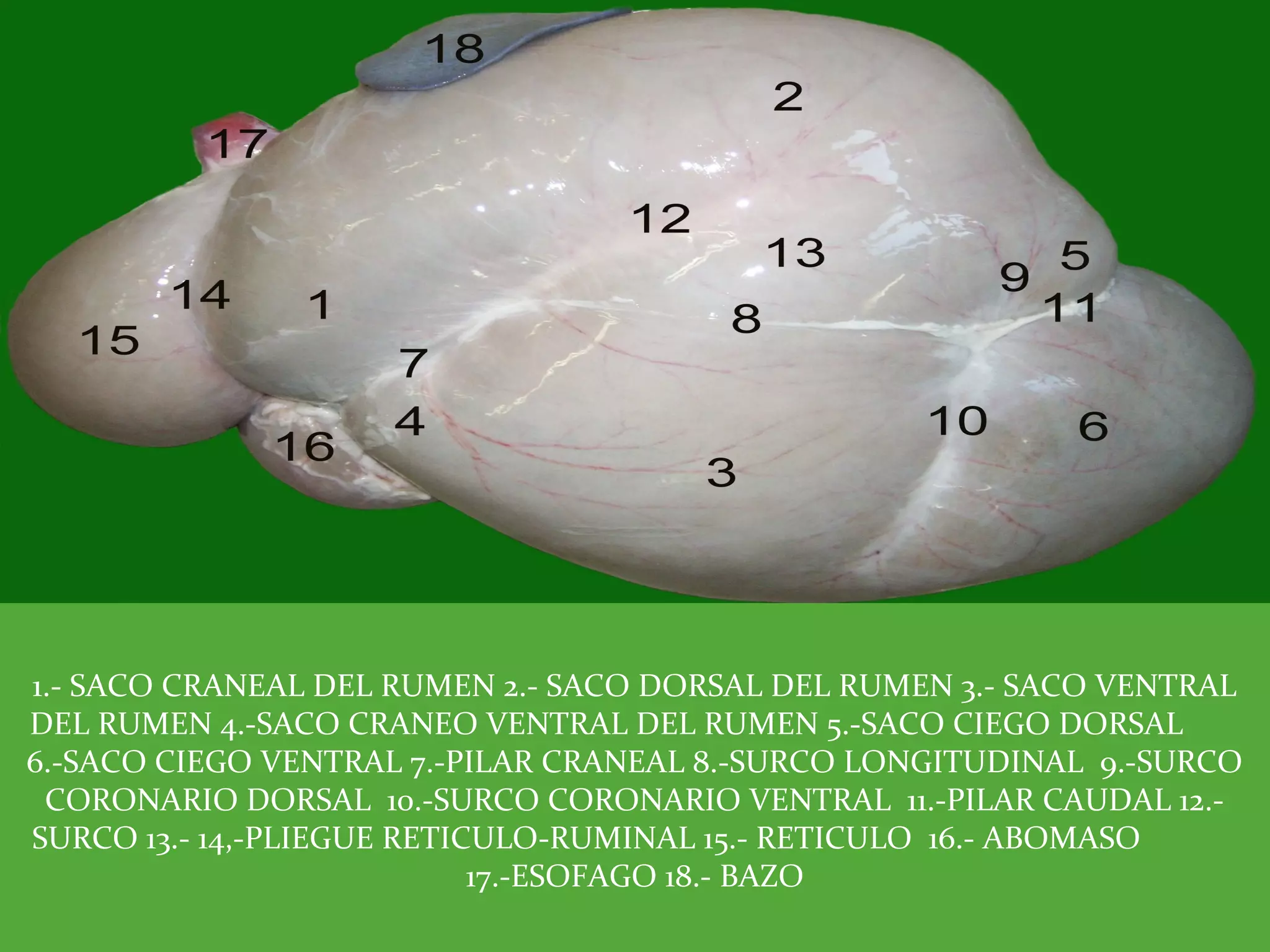 Fisiologia Ruminal | PPT